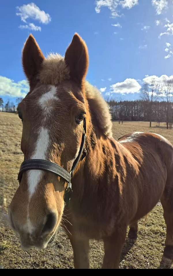 buck-draft-horse