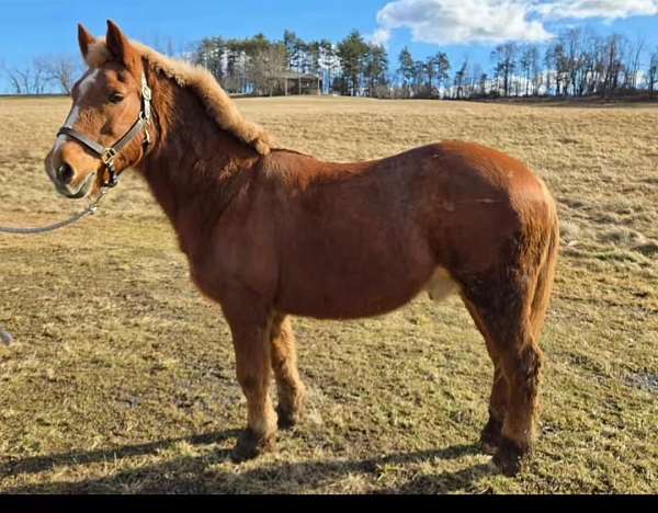 dogs-draft-horse