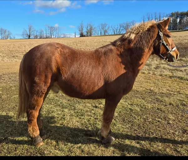 dynamic-draft-horse