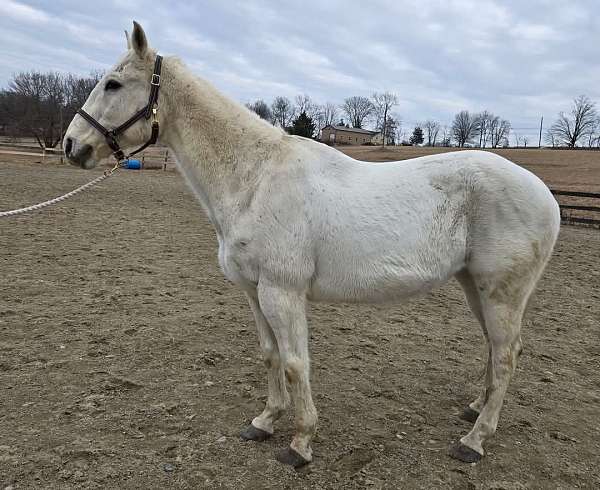 quarter-horse-for-sale