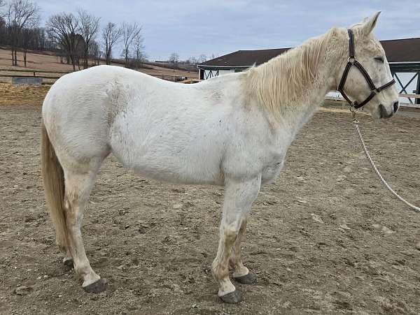 quarter-horse-gelding