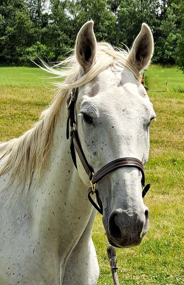 grey-all-around-cross-horse