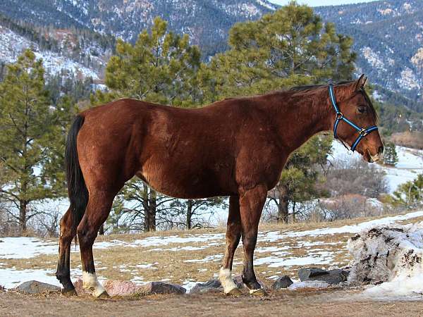 athletic-quarter-horse