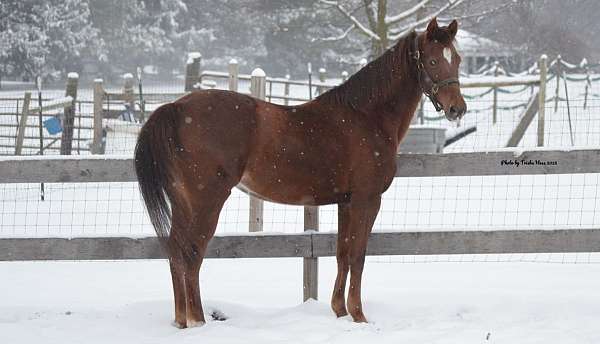 all-around-morgan-horse