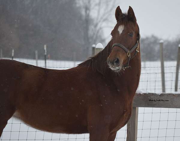 beautiful-mare-morgan-horse