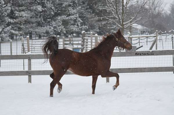 project-morgan-horse