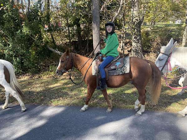 quarter-horse-gelding