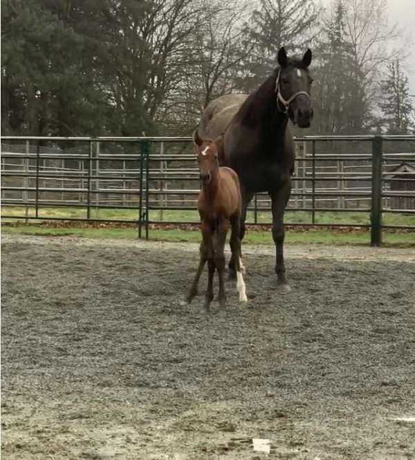 bay-thoroughbred-broodmare