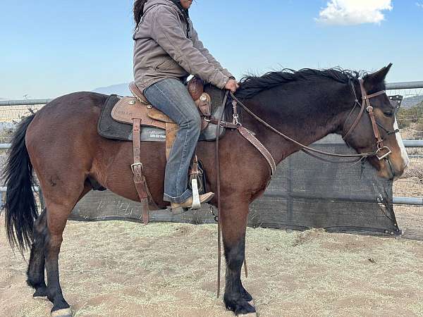 all-around-mustang-spanish-mustang-horse