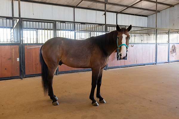 trail-mustang-spanish-mustang-horse