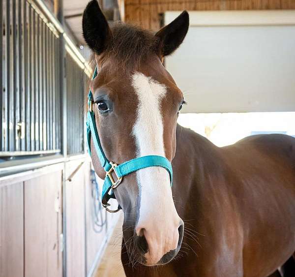 mustang-spanish-mustang-gelding