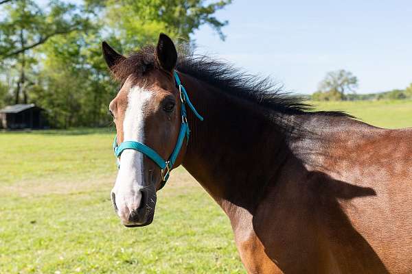 spanish-mustang-gelding