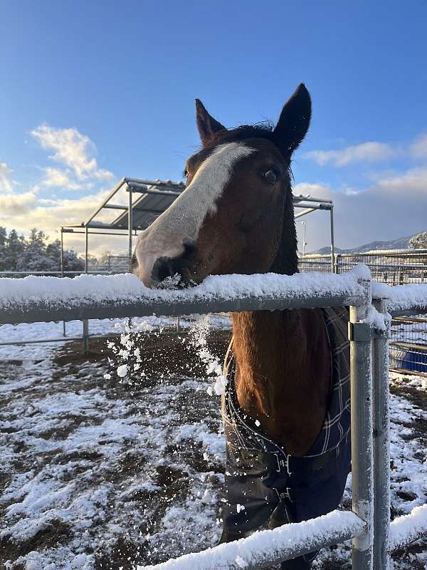 all-around-horse-spanish-mustang