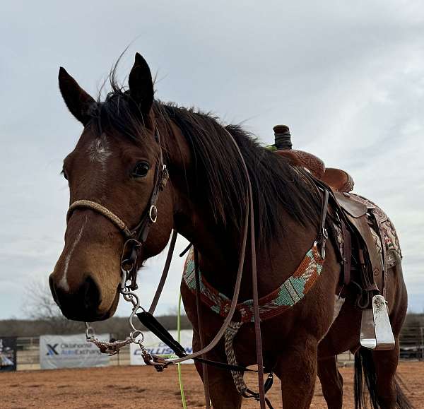 paint-gelding