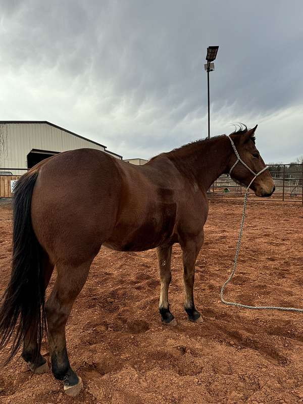 bay-ranch-roping-horse