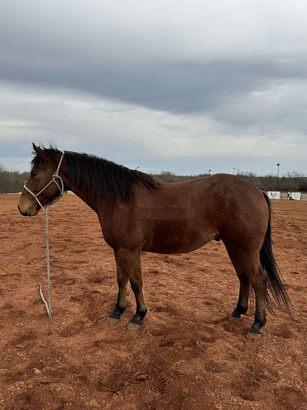 ranch-roping-gelding