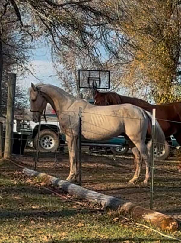 husband-racking-horse