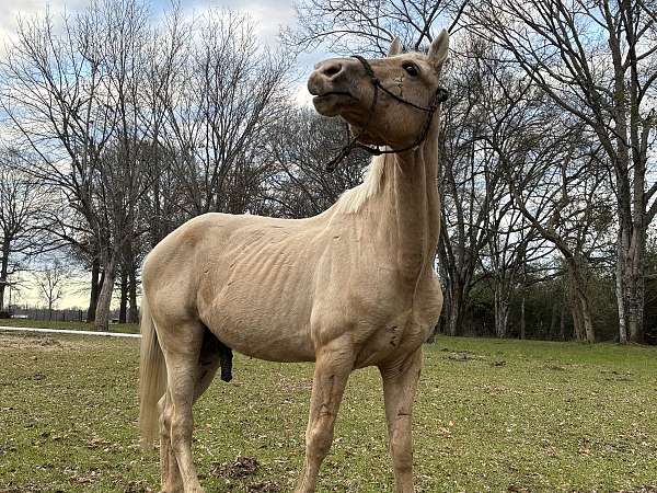 palomino-racking-stallion