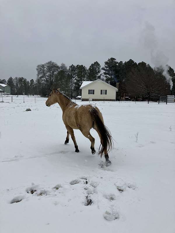 dun-w-blk-points-quarter-horse-mare