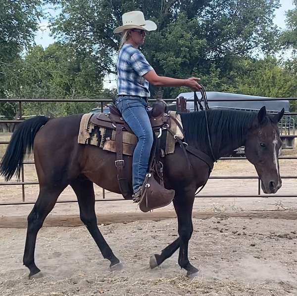 bay-parade-trail-horse