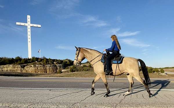 amazing-missouri-fox-trotter-horse