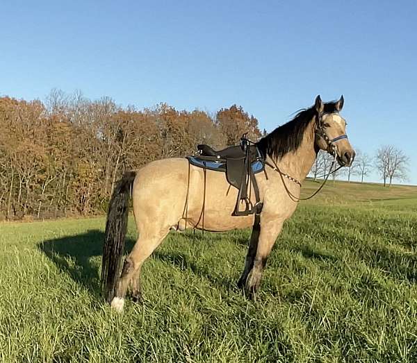 amazing-disposition-missouri-fox-trotter-horse