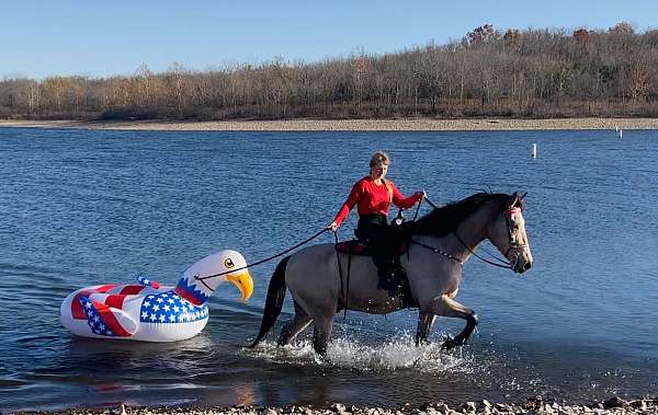 amazing-missouri-fox-trotter-horse