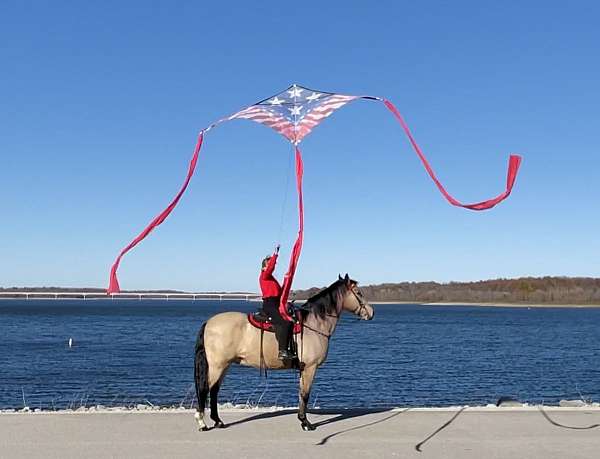 amazing-disposition-missouri-fox-trotter-horse