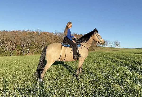 muscular-missouri-fox-trotter-horse