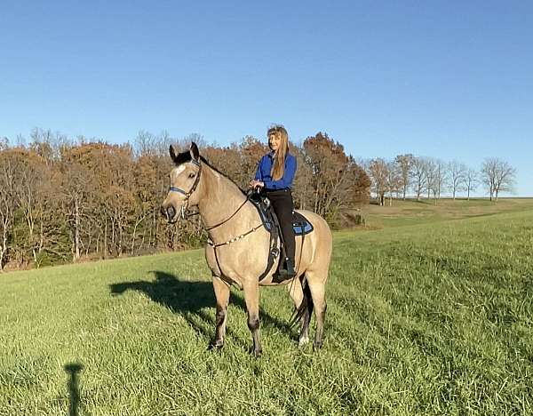 beginner-safe-missouri-fox-trotter-horse