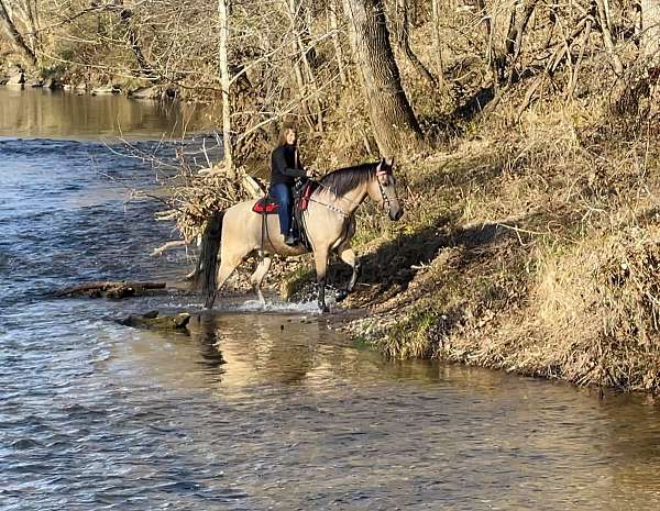 back-missouri-fox-trotter-horse