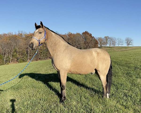 beautiful-buckskin-missouri-fox-trotter-horse