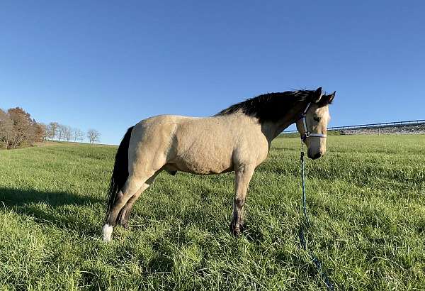 buckskin-missouri-fox-trotter-horse