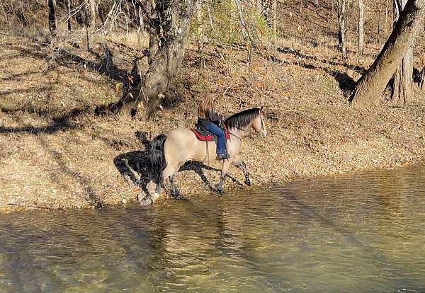 buckskin-gelding-missouri-fox-trotter-horse