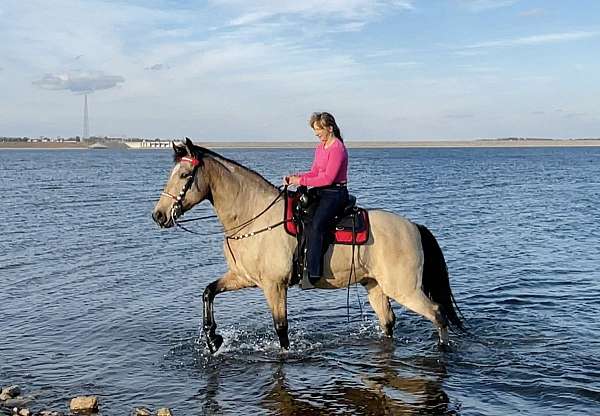 buckskin-missouri-fox-trotter-horse