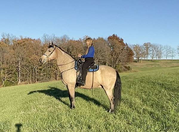 buckskin-gelding-missouri-fox-trotter-horse