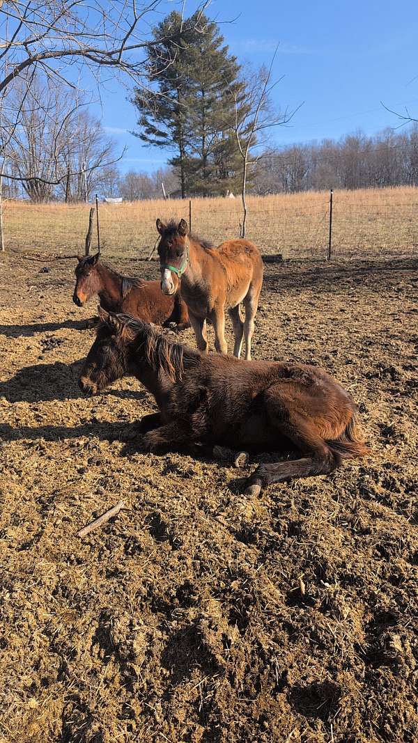 dun-quarter-horse-filly-weanling