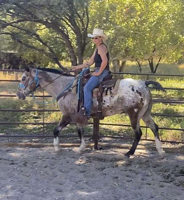 all-around-trail-riding-appaloosa-horse