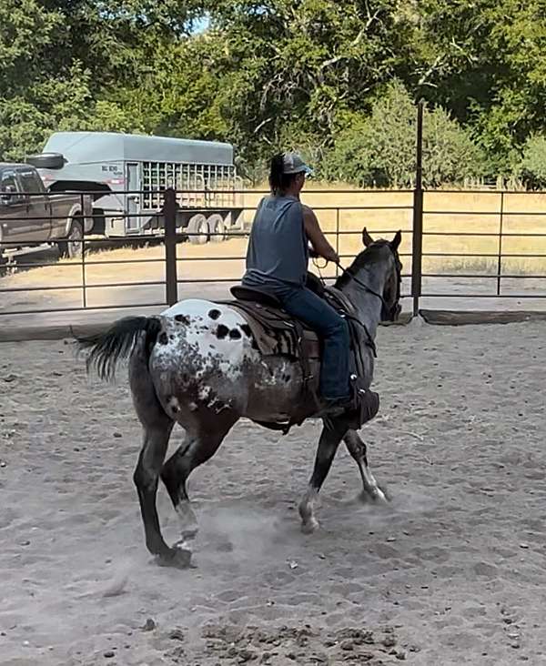 all-around-trail-riding-gelding