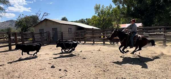 all-around-quarter-horse