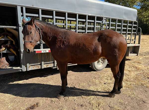 ranch-quarter-horse