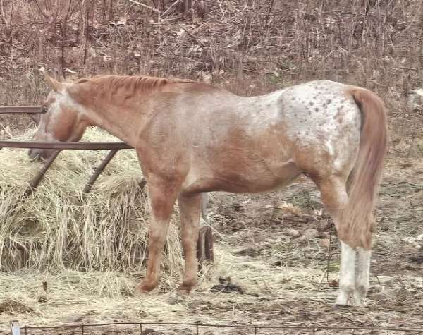 appaloosa-stallion