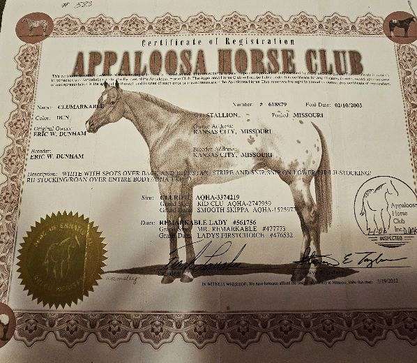 appaloosa-horse-for-sale