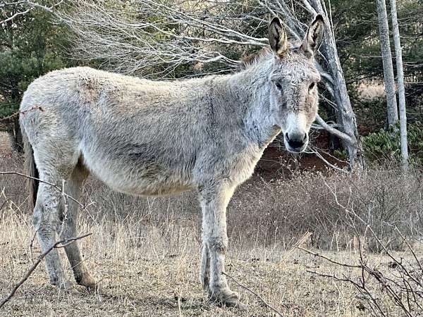 grey-donkey-mare