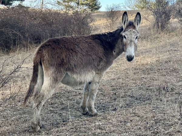 red-roan-roan-spotted-foal