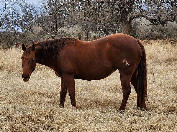 buckskin-chestnut-all-around-horse