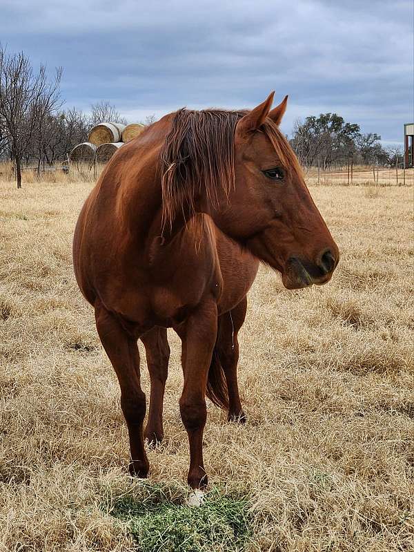 buckskin-chestnut-pole-horse