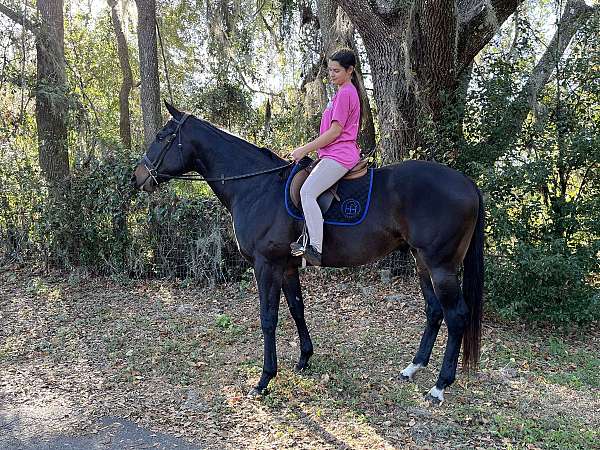 flat-work-thoroughbred-horse