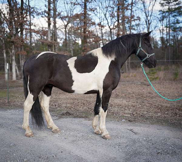 black-white-tobiano-horse