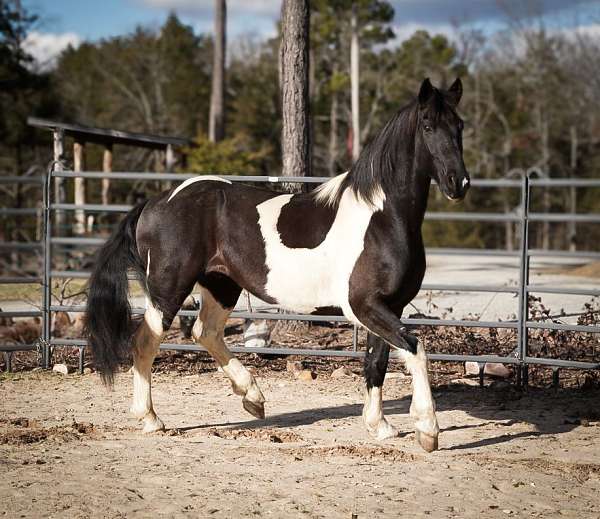 tobiano-black-white-horse